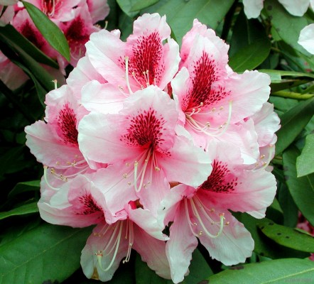 Rhoddedendron, Victoria Park, Glasgow
