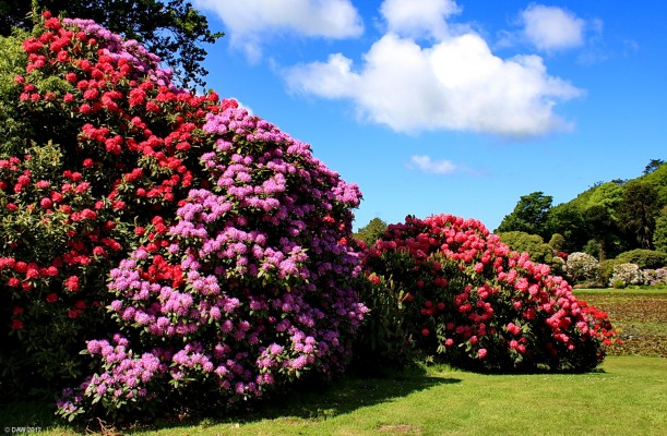Castle Kennedy Gardens
Some of the spectacular Rhododendron that can be seen at Castle Kennedy around May and June every year. [url=http://www.streetmap.co.uk/map.srf?X=211070&Y=561105&A=Y&Z=120/] Map location. [/url]
