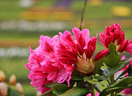 Victoria Park, Glasow
Rhododendron at Victoria Park in Glasgow, 2016.
