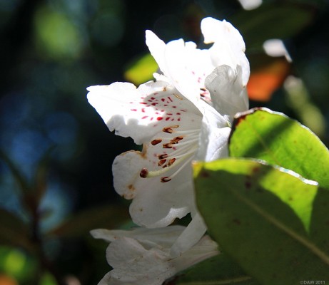 Rhododendron, Arduaine Gardens
[url=http://www.streetmap.co.uk/map.srf?X=179417&Y=710402&A=Y&Z=120/] Map location. [/url]
