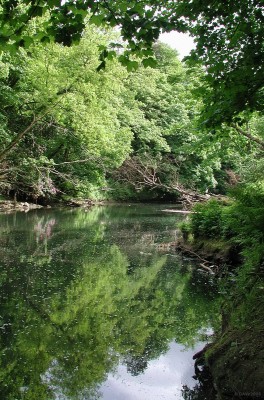 River Kelvin, Dawsholm Park, Glasgow
Dawsholm Park is one of Glasgow's less formal Parks consisting of mainly woodland with the River Kelvin flowing through.  Its well known for its Grey Squirrels (rats with bushy tails) and rhododendron in spring. [url=http://www.multimap.com/map/browse.cgi?lat=55.9005&lon=-4.3087&scale=25000&icon=x]Map location[/url]
