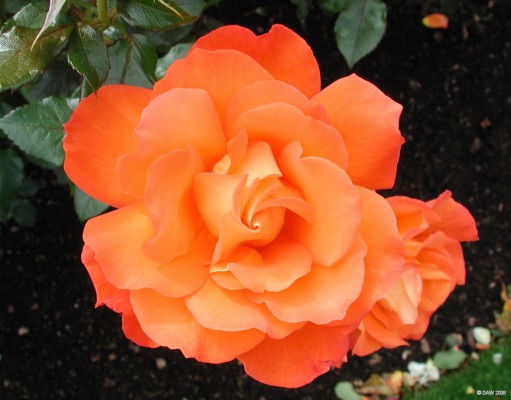 A Rose by any other name.....
A spectacular example of one of the roses in the Rose trial beds at Tollcross Park, Glasgow
