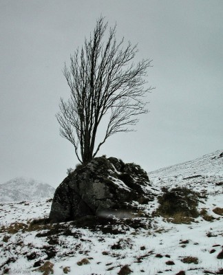 The Rannoch Moor Rowan Tree
Said to be Britain's lonliest tree. The Rowan is a native tree of Scotland and is a bit of an opportunist, this one is clinging on to the crevices of a rock which seems to be enough to sustain it and also keeps it out of reach of deer or sheep.  [url=http://www.streetmap.co.uk/map.srf?X=229871&Y=751312&A=Y&Z=120&ax=230361&ay=751402/] Map location. [/url]
