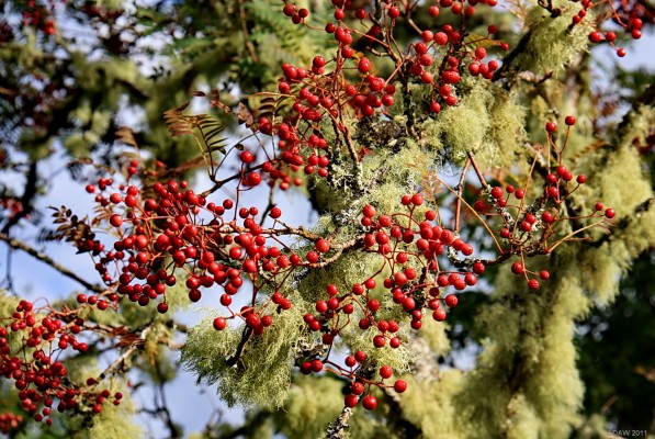Lichen covered Rowan Tree, Attadale gardens
Rowan trees are apparently one of the most common hosts for some forms of Lichen which thrive in the wet climate of the west coast of Scotland. [url=http://www.streetmap.co.uk/map.srf?X=192617&Y=839010&A=Y&Z=120/] Map location. [/url]
