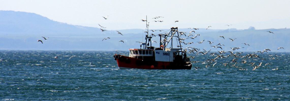 Good catch
The Stranraer registered fishing boat Ranger heads down the Clyde pursued by a flock of gulls.
