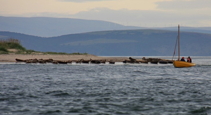 Seals at Findhorn
Looking over to Culbin forest from Findhorn.  If you don't have a boat and want to get this close to the seals you can take a long walk through Culbin forest to get to where they are, but chances are they'd just head into the water as soon as they see you.  [url=http://www.streetmap.co.uk/map.srf?X=303161&Y=864752&A=Y&Z=115/] Map location. [/url] 
