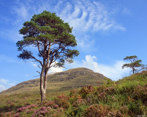 Scots Pine, Torridon
A lonely Scots Pine with Sgorr a Chadail rising to 700m in the background. [url=https://streetmap.co.uk/map.srf?X=187107&Y=857911&A=Y&Z=120/] Map location. [/url]

