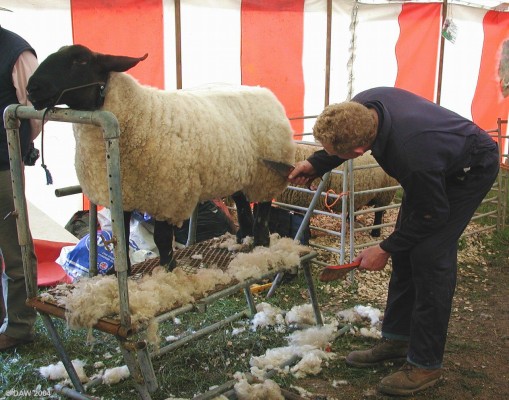 Sheep Shearing Demonstration 2003 Show
Short back and sides Sir?
