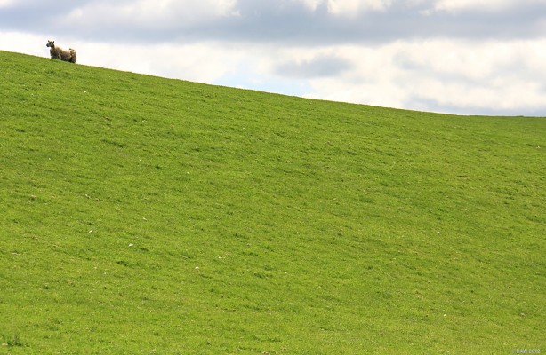 Lonely Sheep, Dyke Hill
It might look lonely, but you may be surprised to know that according to Scottish Government statistics there are actually 6,801,134 (2011 figures) sheep in Scotland, which means there are more Sheep than people.  [url=http://www.streetmap.co.uk/map.srf?X=248672&Y=656220&A=Y&Z=115/] Map location. [/url]
