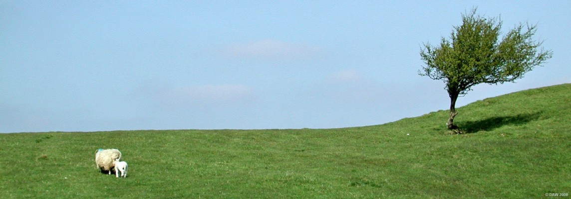 Sheep and Tree, Dyke Hill
The grass is always greener on the other side of the hill.  [url=http://www.streetmap.co.uk/streetmap.dll?G2M?X=248690&Y=655955&A=Y&Z=3/]Map location[/url]
