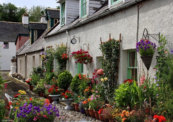 Cottage in Cromarty
Summer colour in a cottage in Cromarty. [url=http://www.streetmap.co.uk/map.srf?X=280115&Y=866017&A=Y&Z=120&ax=278945&ay=867457/] Map location. [/url]
