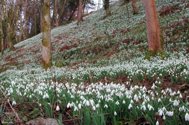 Snowdrops at Ardgowan Estate
[url=http://www.ardgowan.co.uk/] Ardgowan Estate is not usually open to the public but in February 2007 they took part in Scotland's Snowdrop festival.  Without doubt one of the most spectacular displays of the season.
