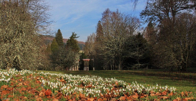Snowdrops, Dawyck Botanical Garden
Snowdrops in late February at Dawyck garden.  Dawyck Chapel is in the background.  [url=http://streetmap.co.uk/map?X=316804&Y=634890&A=Y&Z=115/] Map location. [/url]
