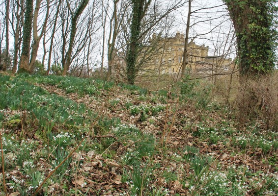 Snow drops, Culzean Castle
Culzean Castle through the trees in early spring. [url=http://www.streetmap.co.uk/map.srf?X=223317&Y=610125&A=Y&Z=120/] Map location. [/url]
