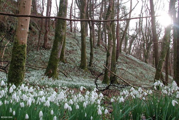 Snowdrops at Ardgowan Estate
Taken during Scotland's Snowdrop festival in 2007 when Ardgowan opened its estate to the public and gave the entry fee to a local charity.  [url=http://www.streetmap.co.uk/map.srf?X=220552&Y=673005&A=Y&Z=115/] Map location. [/url]
