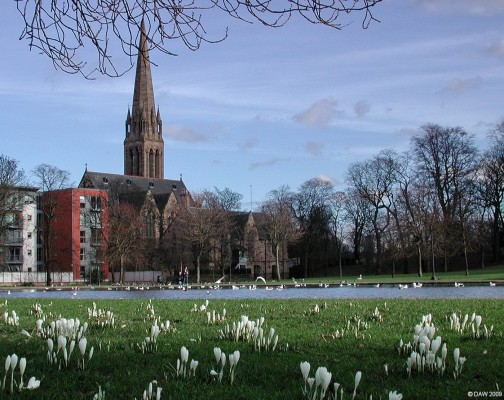 Snowdrops, Queens Park, Glasgow
