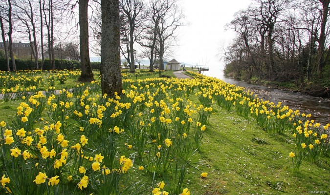 Spring at the Noddsdale Burn, Largs
[url=http://www.streetmap.co.uk/map.srf?X=220052&Y=660483&A=Y&Z=115/] Map location. [/url]
