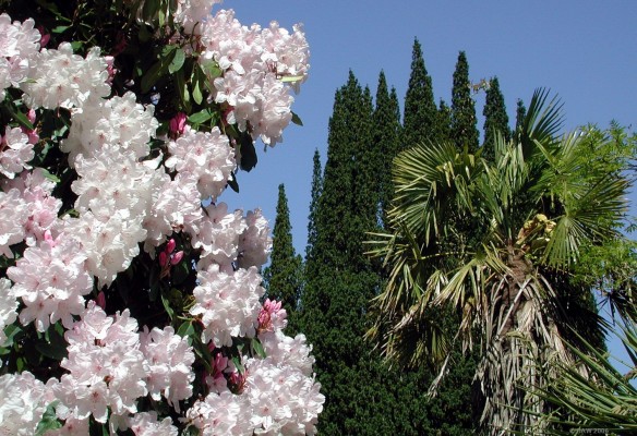 Spring colour at Culzean Country park
Culzean Country park is open from April until October and has 600 acres of land with a mix of woodland, coast paths, formal gardens and lots more.  Now in the hands of The [url=http://www.nts.org.uk/] National Trust[/url] for Scotland.
