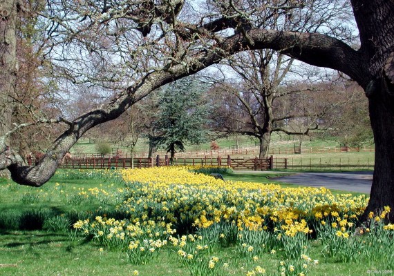 Grounds of Floors Castle
[url=http://www.streetmap.co.uk/map.srf?X=371030&Y=634462&A=Y&Z=120/] Map location [/url]

