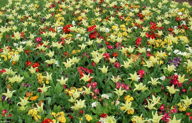 Spring flower beds, Victoria Park, Glasgow
