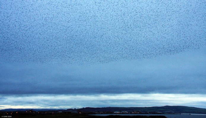 Starling Murmuration, Prestwick, 2018
Around the end of 2018 Starlings frequently formed a murmuration at the coast at Prestwick.   My camera at the time didn't really do justice to this as it wasn't very good at low light level shots.  [url=http://streetmap.co.uk/map?X=234627&Y=626406&A=Y&Z=120/] Map location. [/url]
