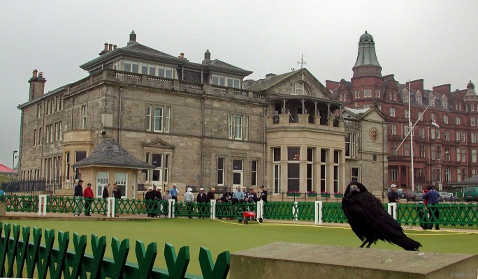 'Stumpy' of the Old Course, St Andrews
The caddies at St Andrews Old Course named this crow 'Stumpy' due to his deficiency by a factor of one in the claw department.  He happily hops around waiting to be hand fed.    The building in the background is the Clubhouse of the Royal and Ancient Golf Club of St Andrews.

