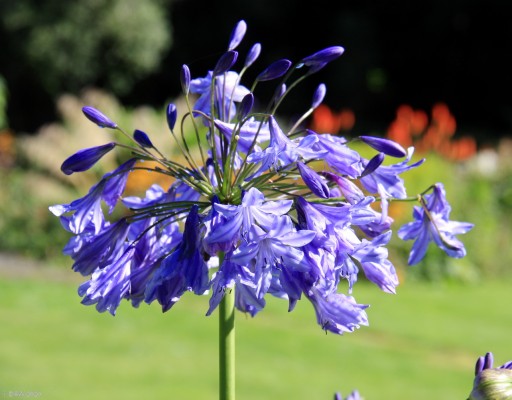 Summer colour, Achamore Gardens, Island of Gigha
[url=http://streetmap.co.uk/map.srf?X=164198&Y=647950&A=Y&Z=115/] Map location. [/url]
