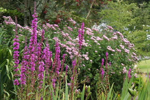 Dunskey Gardens, Portpatrick
[url=http://www.streetmap.co.uk/map.srf?X=200266&Y=556037&A=Y&Z=115/] Map location. [/url]
