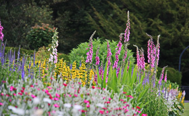 Summer borders at Pittencrieff Park, Dunfermline
Known locally as The Glen, Pittencrieff Park was donated to the town by Andrew Carnegie in 1902. [url=http://www.streetmap.co.uk/map.srf?X=308857&Y=687160&A=Y&Z=115/] Map location. [/url]

