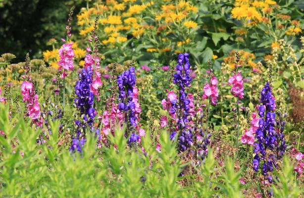 Summer colour, St Andrews Botanic Garden
People visit St Andrews for its Golf Course, the Castle and Abbey ruin but one of its lesser known gems is the Botanic Garden and well worth a visit.  [url=http://www.streetmap.co.uk/map.srf?X=350384&Y=716304&A=Y&Z=115/] Map location. [/url]
