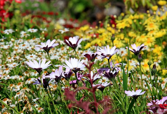 Summer colour, Dunvegan Castle Garden.
[url=http://www.streetmap.co.uk/map.srf?X=124760&Y=848892&A=Y&Z=115/] Map location. [/url]
