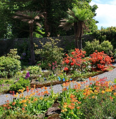 Logan Botanic Gardens, Mull of Galloway
Summer colour at Logan Botanic Gardens.
