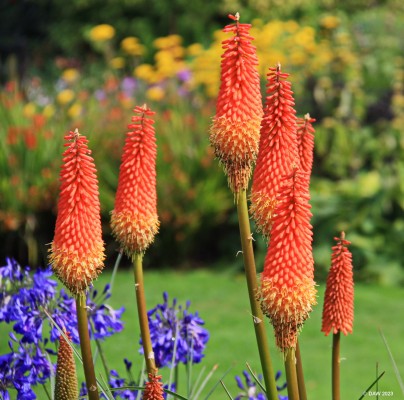 Summer colour, Threave Gardens, Castle Douglas
