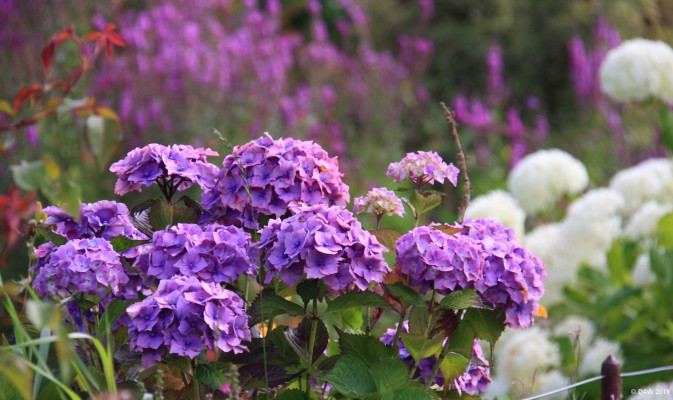 Applecross House walled Garden
Summer colour in the walled garden at Applecross House.  [url=http://streetmap.co.uk/map.srf?X=172045&Y=845595&A=Y&Z=120/] Map location. [/url]
