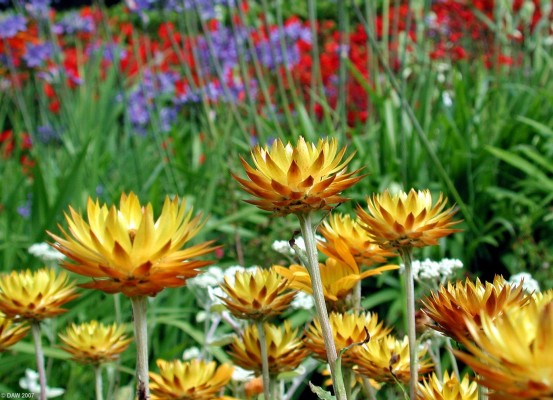 Summer colour at Inverewe Gardens, Poolewe
Like so many other west coast gardens Poolewe benefits from warming effects of the Gulf Stream in winter thus allowing non indigenous species to survive the winters.  [url=www.multimap.com/map/browse.cgi?lat=57.7757&lon=-5.6004&scale=25000&icon=x/]Map location[/url]
