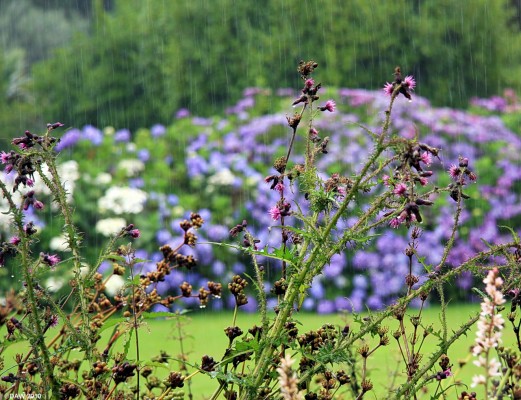 Summer, Mull of Galloway
The thistles take a battering on a 'soft' summer day at Logan Gardens.  At least the Hydrangea in the background seem to thrive in it.  [url=http://www.streetmap.co.uk/map.srf?X=209458&Y=542574&A=Y&Z=120/] Map location. [/url]

