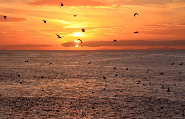 Sunset at Macduff
Looking out over the Moray Firth from Macduff as the seagulls fly past heading for their roost.  The hills in the distance are probably around Helmsdale.  [url=http://www.streetmap.co.uk/map.srf?X=370103&Y=864382&A=Y&Z=115/] Map location. [/url]
