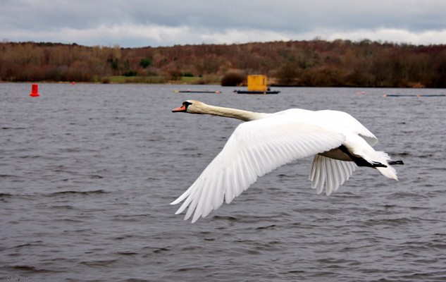 Swan in flight, Strathclyde Park
[url=http://www.streetmap.co.uk/map.srf?X=272556&Y=657756&A=Y&Z=115/] Map location. [/url]

