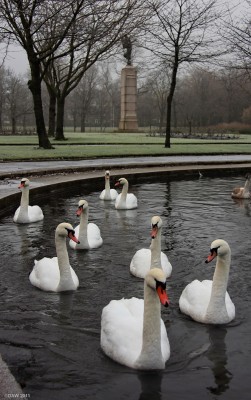 The Pond, Victoria Park
