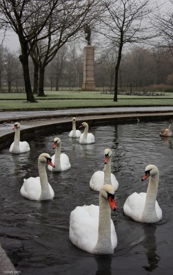 The Pond, Victoria Park
