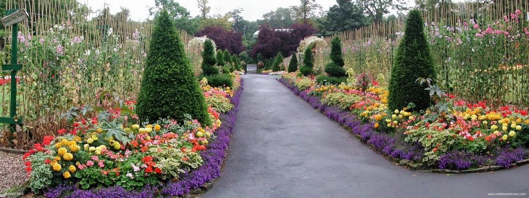 Sweat Pea Trial beds, Bellahouston Park
Sweat Peas as far as the eye can see in the walled Garden at Bellahouston Park in Glasgow.
