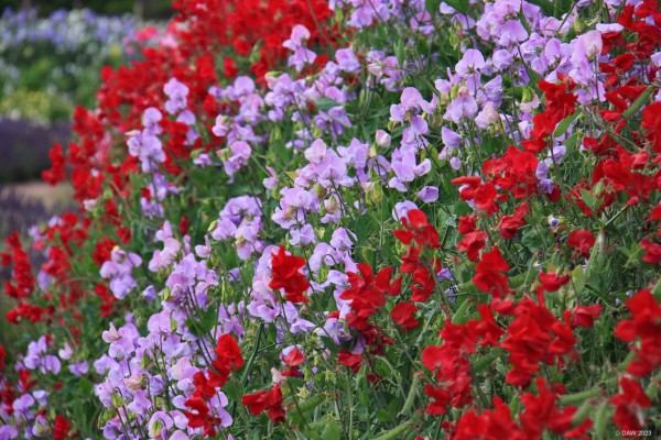 Sweat Pea, the walled Garden, Gordon Castle, Fochabers
