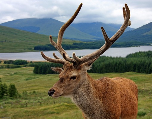 Tame Deer above Loch Tulla
This Deer used to come up to the car Park above Loch Tulla and would even stand and pose for bus loads of Japanese tourists.  Buts its familiarity with humans was its downfall when someone took an easy shot at it.  [url=http://www.streetmap.co.uk/map.srf?X=215207&Y=530649&A=Y&Z=115&ax=215855&ay=530449/] Map location. [/url]
