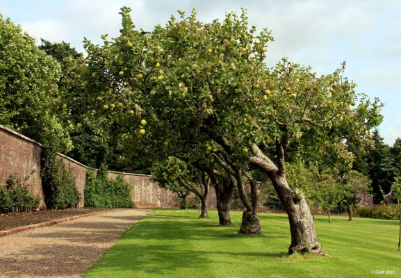 The Orchard, Culzean Castle, Ayrshire
The orchard within the walled garden at Culzean Castle.
