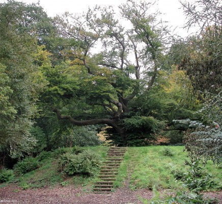 The Pollock Beech Tree
Thought to be around 250 years old it stands close to the site of the second castle in Pollock Estate.  It was built around 1270 and inhabited by the Maxwell family for about 300 yeras.

