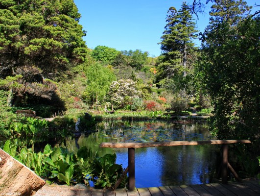 The Pond, Arduaine Gardens
