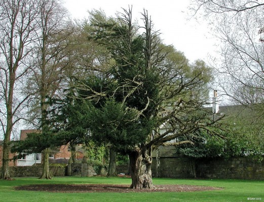 The Wallace Yew Tree
[url=http://www.ancient-yew.org/willianwallace.shtml/] The Wallace Yew [/url] is located behind the Wallace Monument in Elderslie, there is some debate anouts age but it is said to be 300 years old.  The elements and acts of vandalism have left it in a sorry state as can be seen in this picture taken in 2004, worse was to come in 2005 when a storm split the tree.  Cuttings have been taken to preserve it but some say its best left alone as Yew trees are known be able recover from such damage in time.
