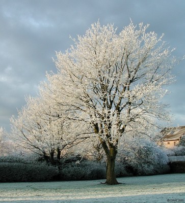 Frosty morning, Pig Square, Neilston
The big tree at Pig Square on a frosty morning.  [url=http://www.streetmap.co.uk/map.srf?X=248010&Y=657247&A=Y&Z=120/] Map location. [/url]

