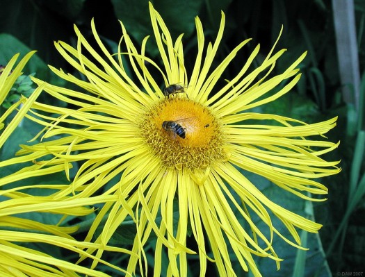 The golden Garden, Crathes Castle
A yellow flower in the Golden Garden.  This part of the walled garden was created by the [url=http://www.nts.org.uk/web/site/home/visit/places/Property.asp?PropID=10082&NavPage=10082&NavId=5108/]National Trust for Scotland[/url] in 1973.
