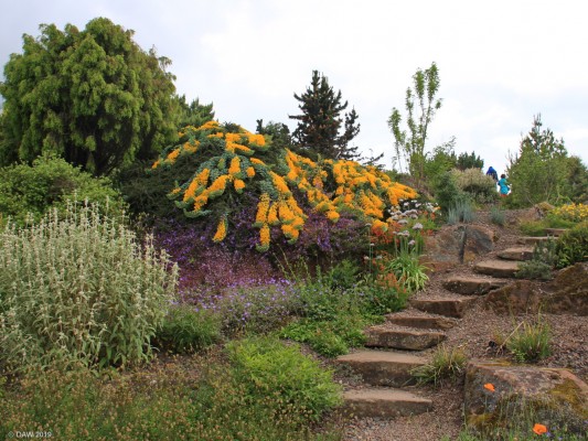 The rockery, Edinburgh Botanical Gardens
